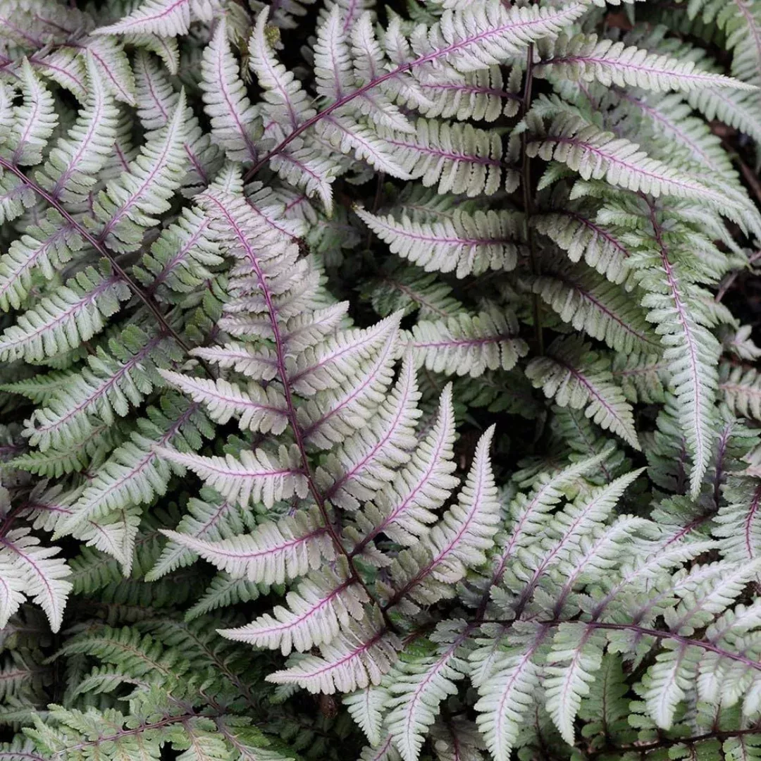 Athyrium 'Japanese Painted Fern'