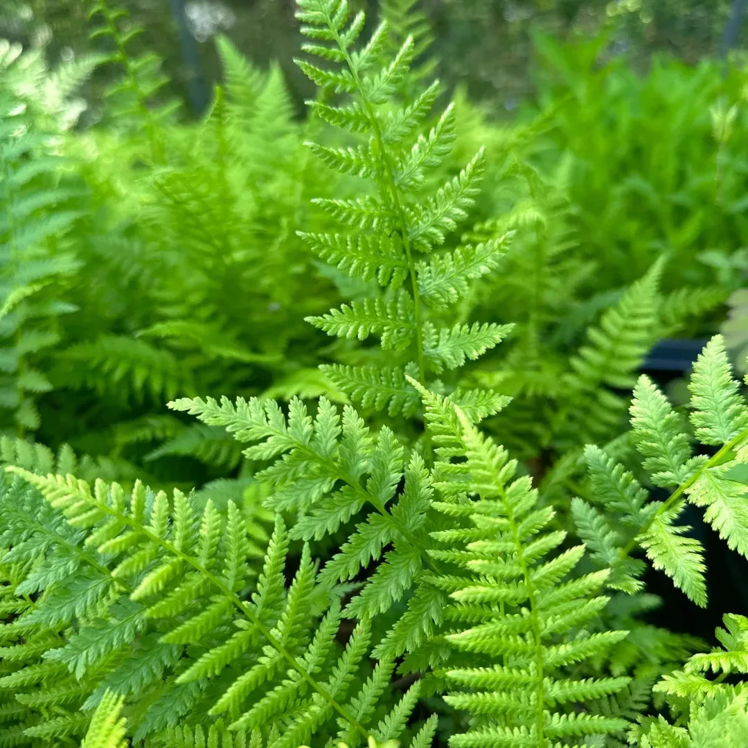 Athyrium 'Lady Fern'