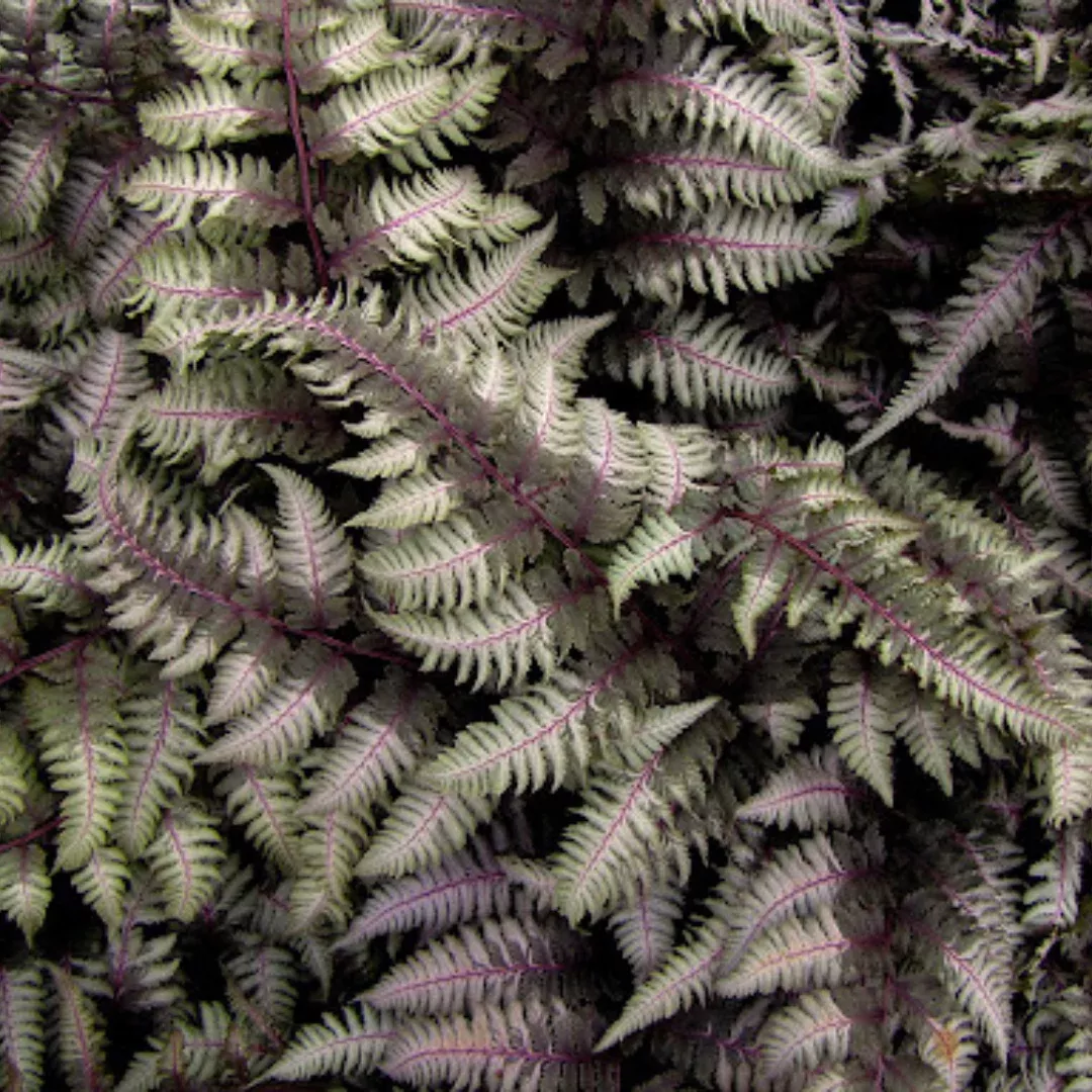 Athyrium 'Regal Red'