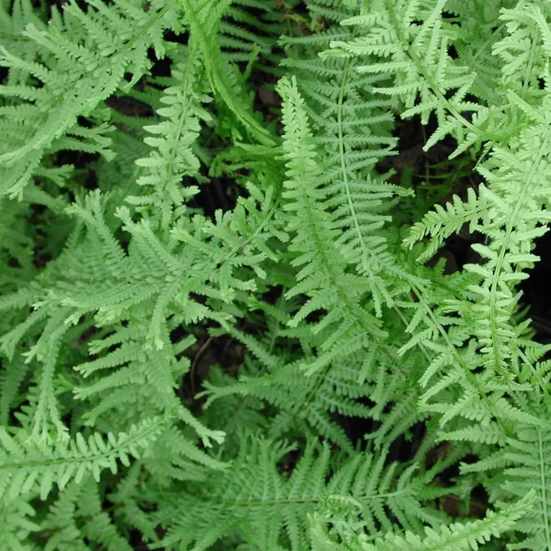 Athyrium 'Victorian Lady Fern'