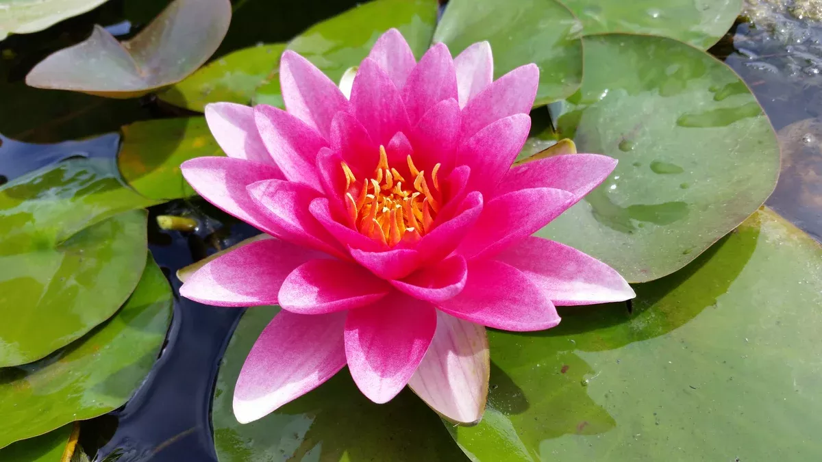 Attraction Red Hardy Water Lily