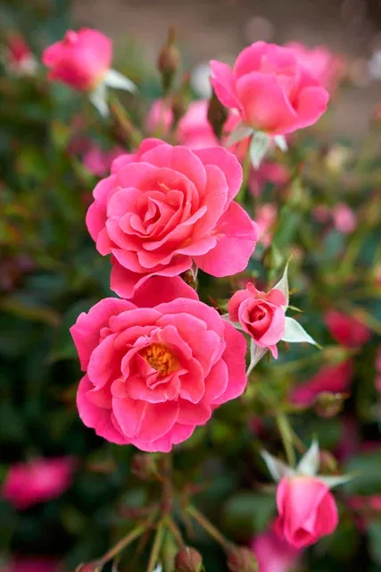 Aurora Borealis™ Rose