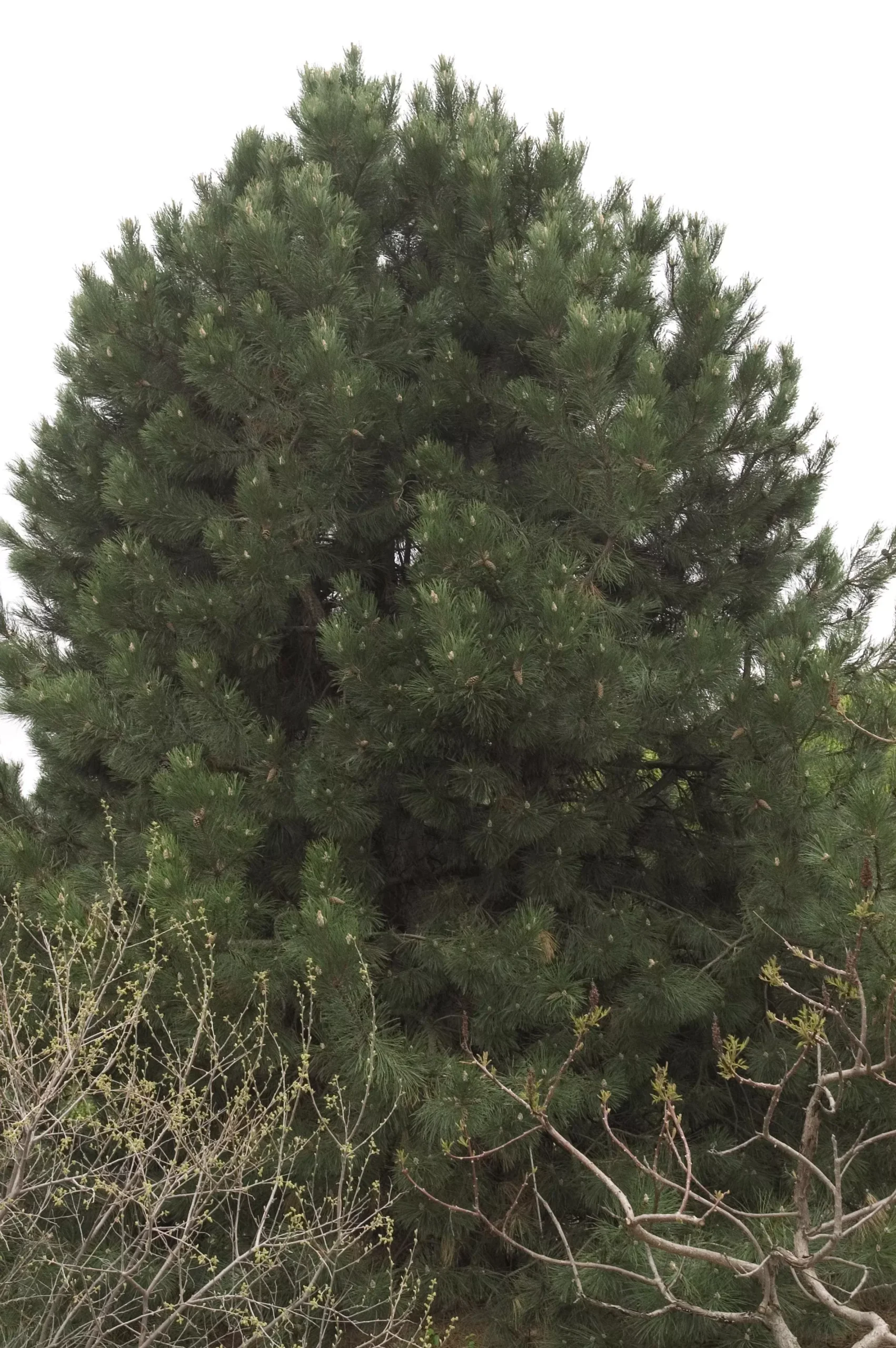 Austrian Pine