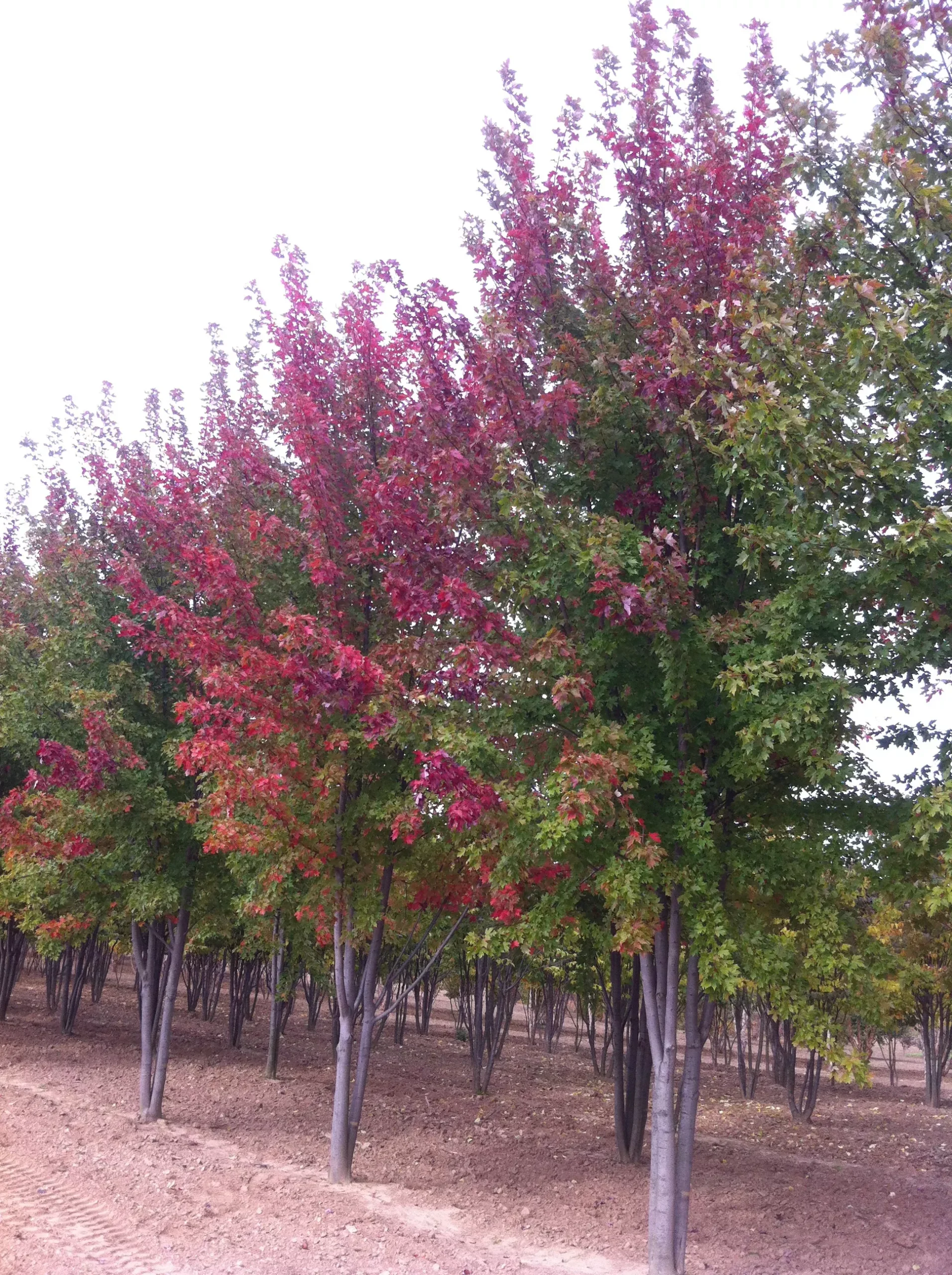 Autumn Blaze Maple