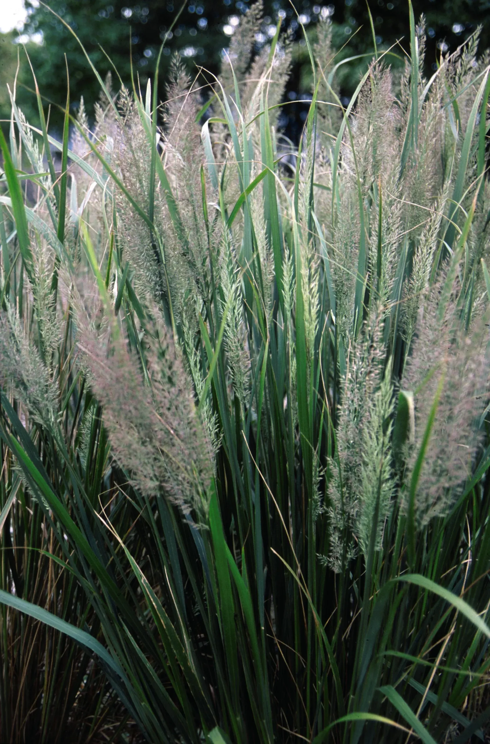 Autumn Feather Reed Grass