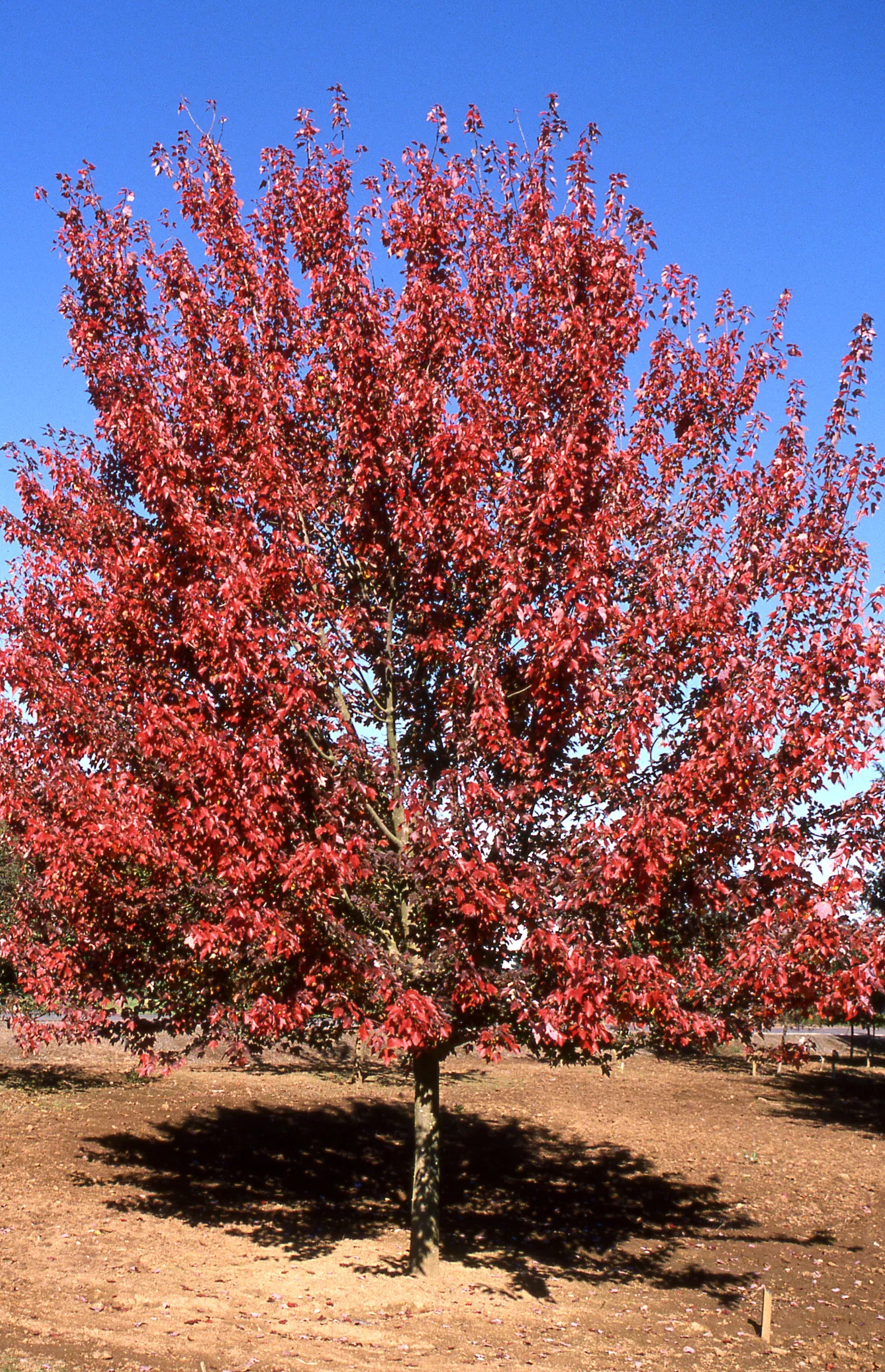 Autumn Flame Red Maple