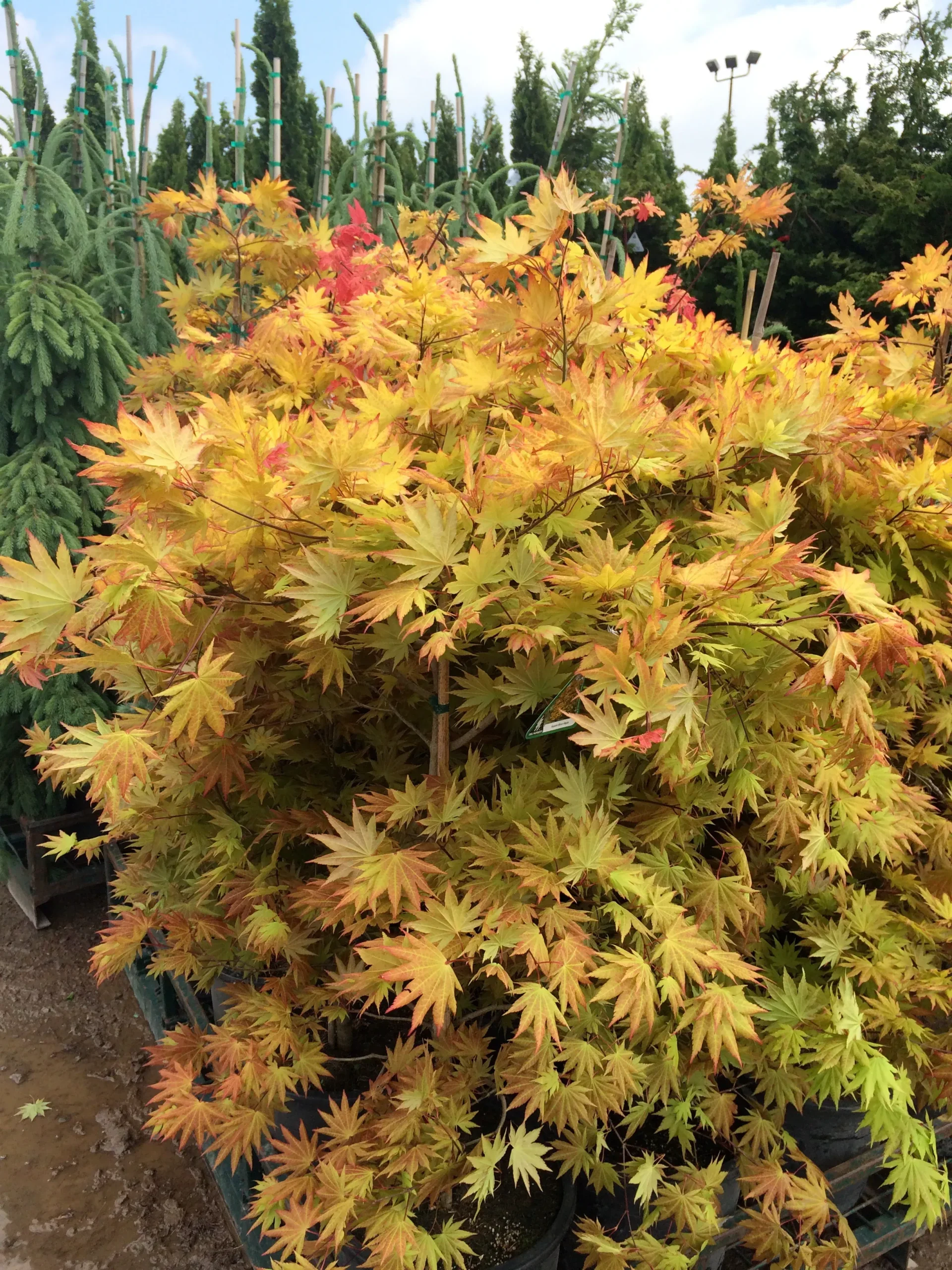 Autumn Moon Full Moon Maple