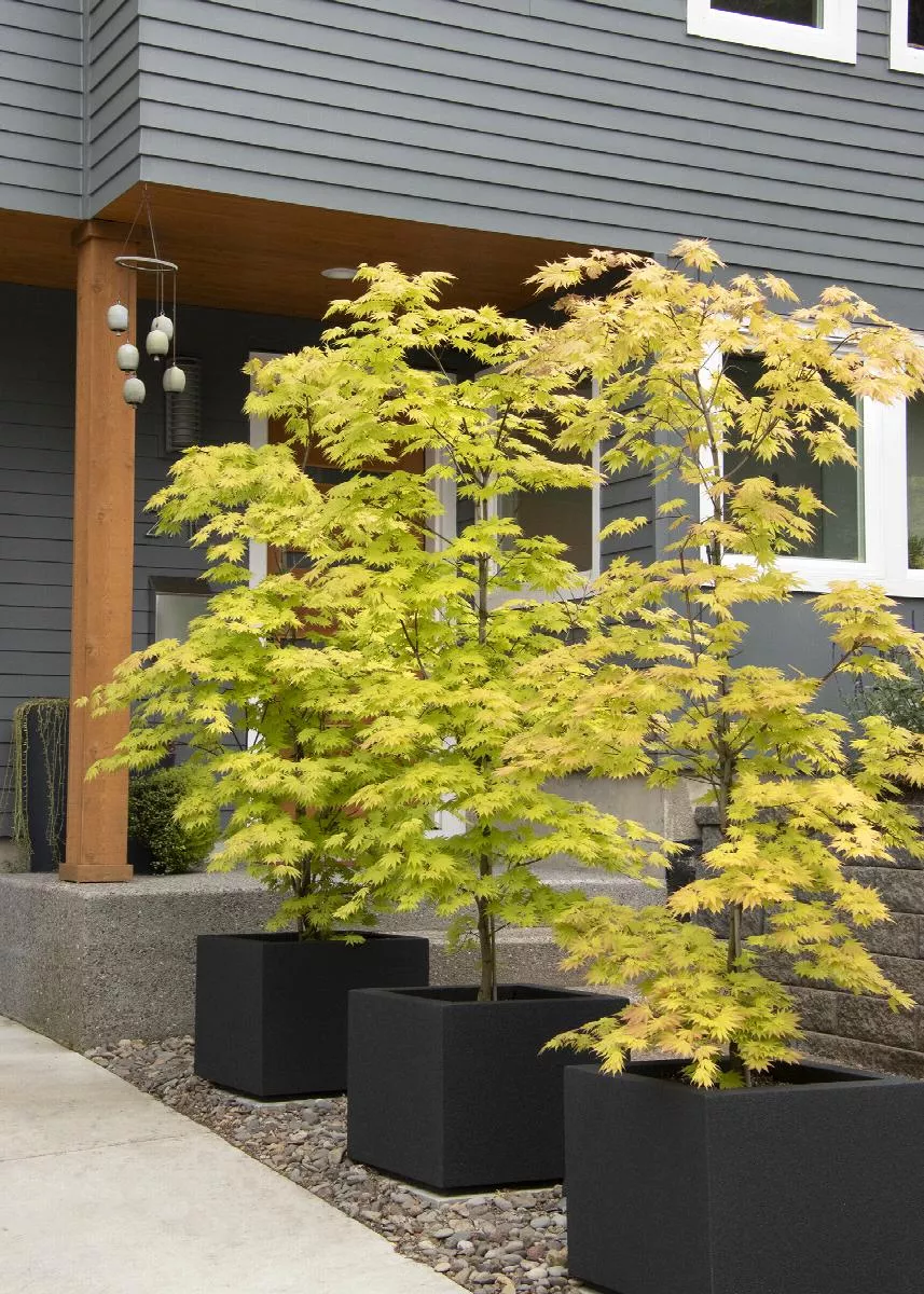 Autumn Moon Fullmoon Maple