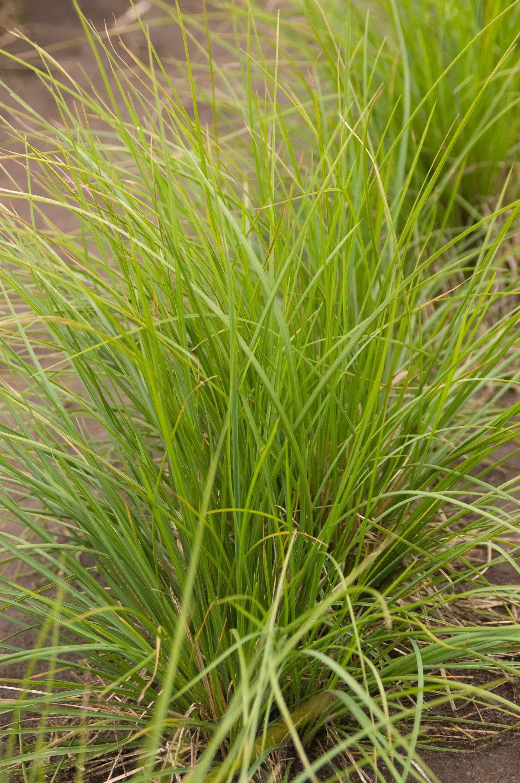 Autumn Moor Grass