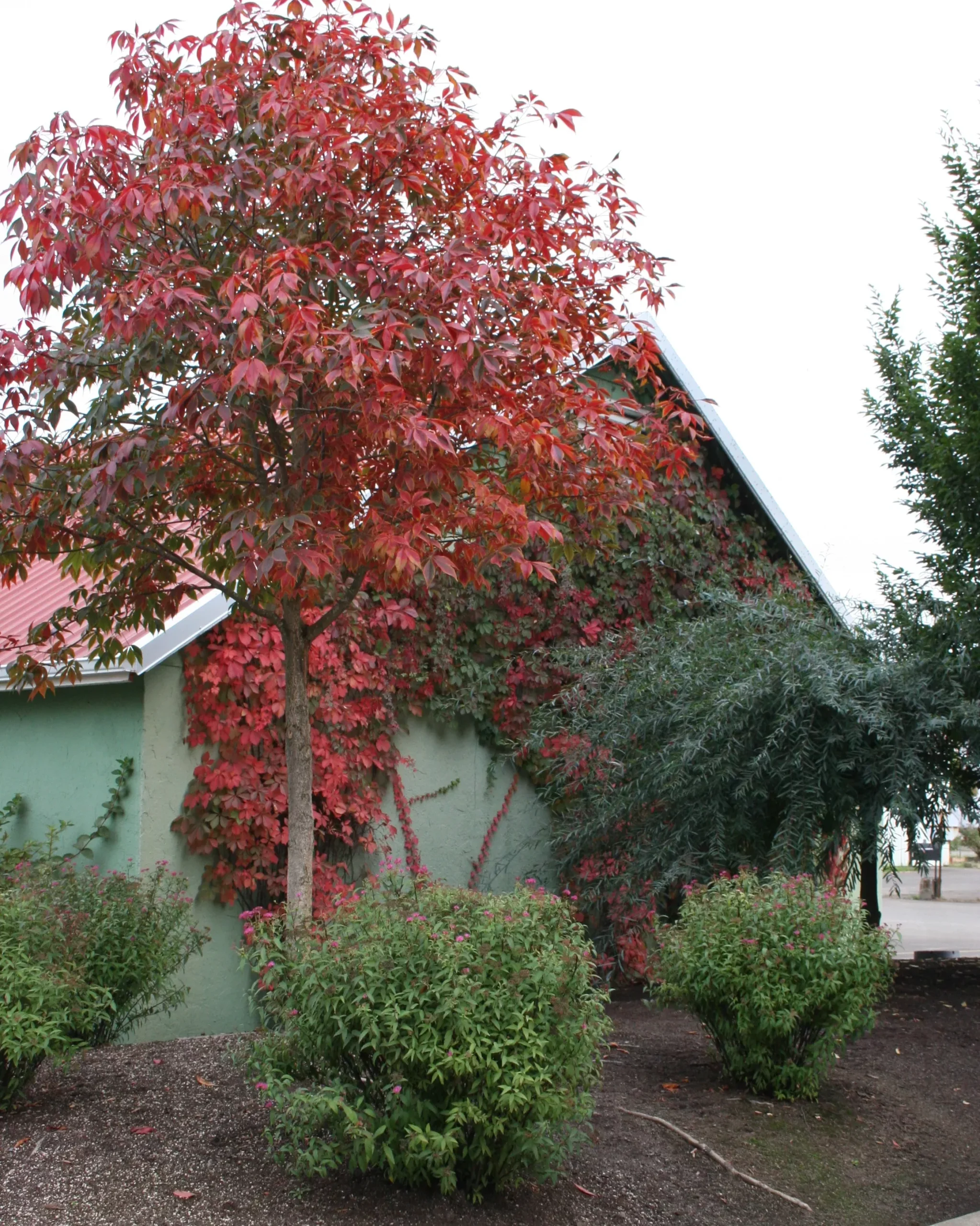 Autumn Splendor Horsechestnut