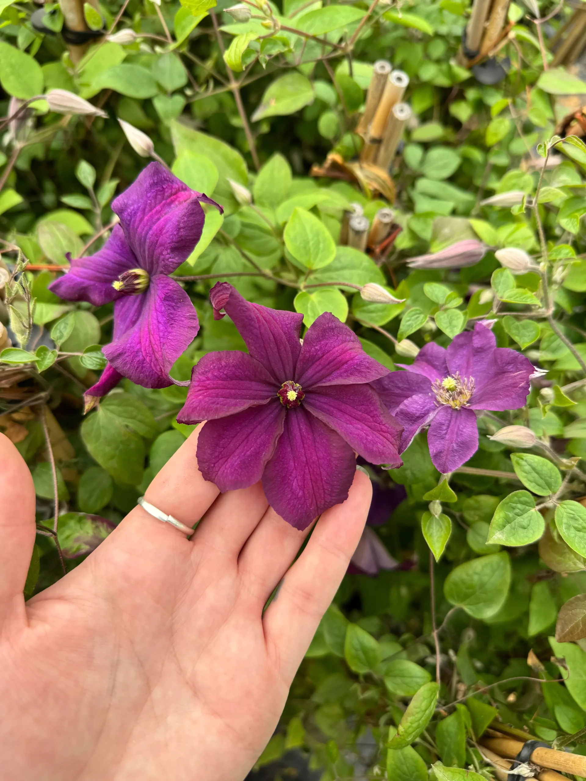 Ayako Clematis