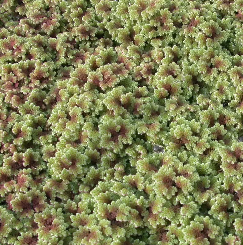 Azolla caroliniana "Fairy Moss"