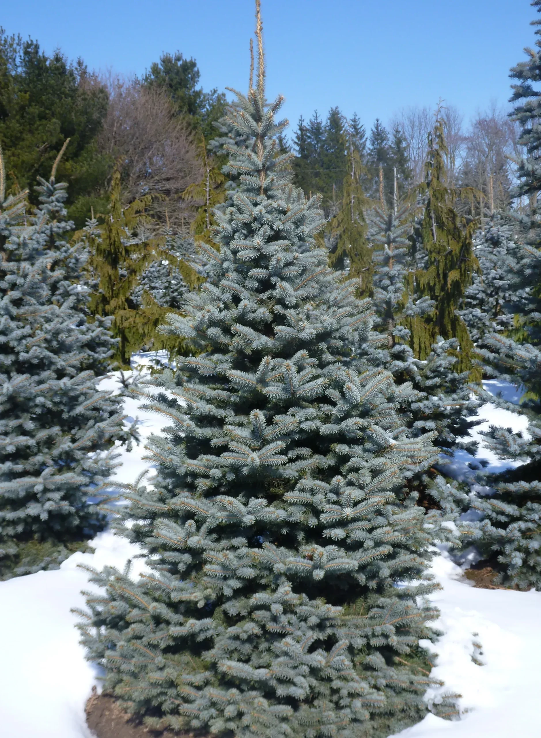 Baby Blue Spruce
