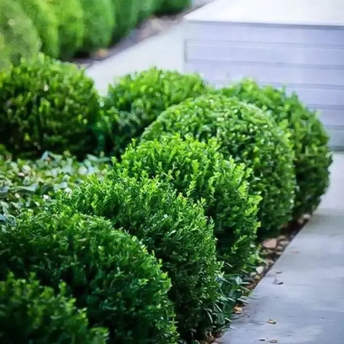 'Baby Gem' Boxwood