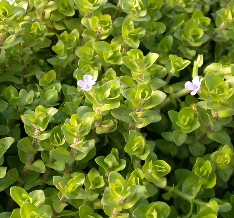 Bacopa caroliniana "Lemon Bacopa"