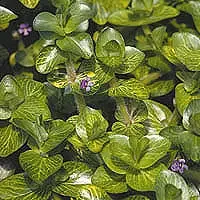 Bacopa lenagera "Variegated Bacopa"