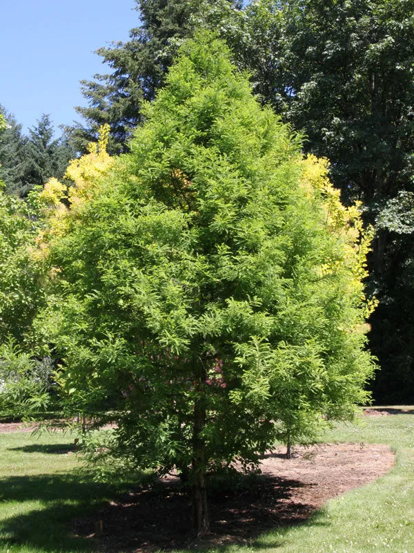 Bald Cypress Tree