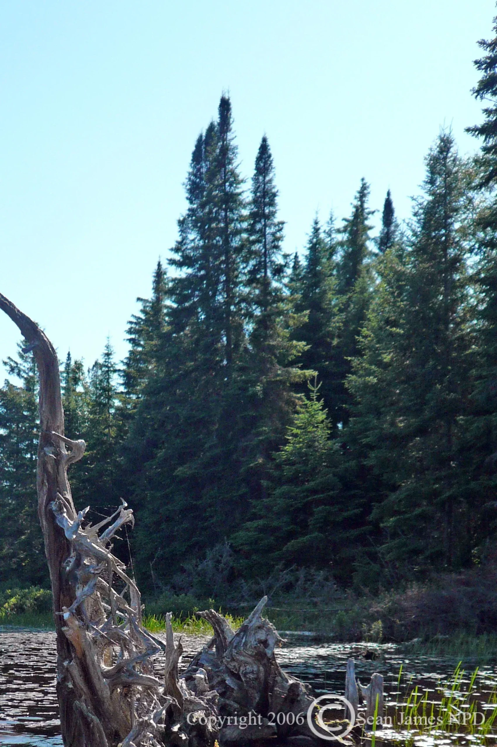 Balsam Fir