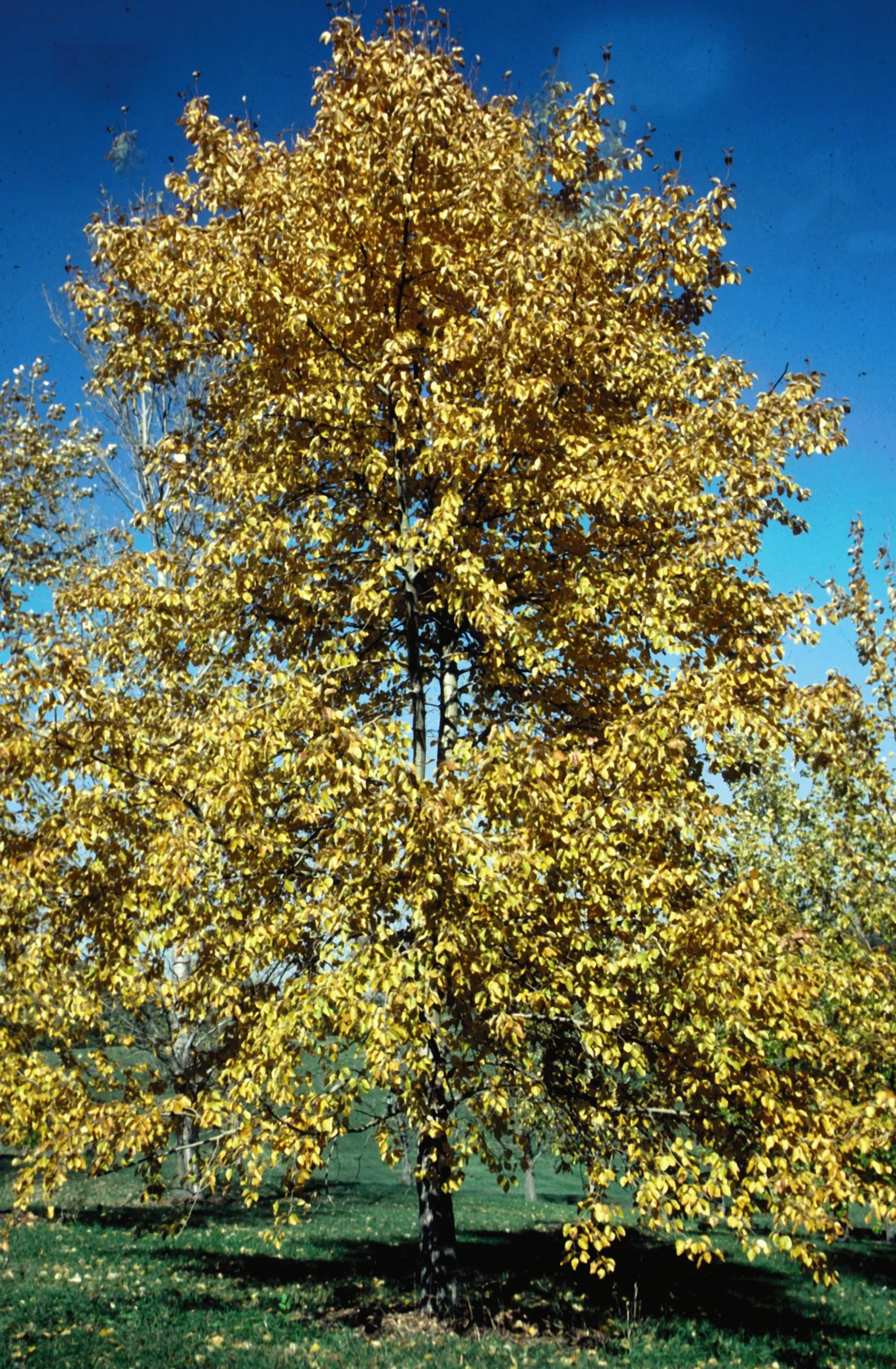 Balsam Poplar