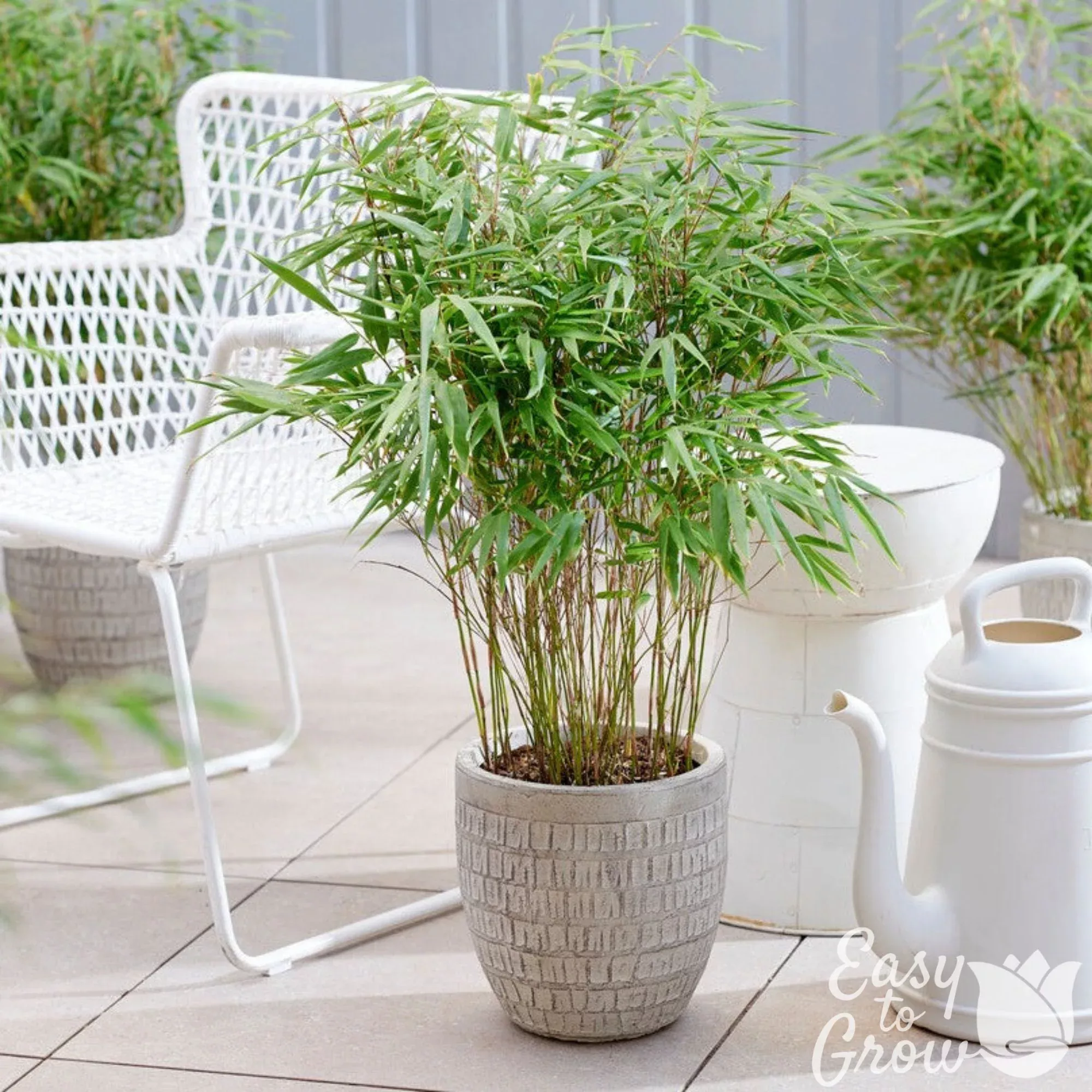 Bamboo - Umbrella Fargesia 2 Pack