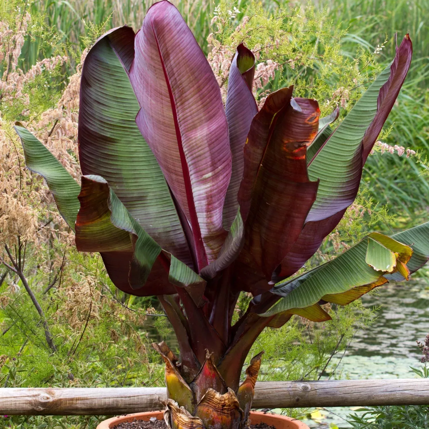 Banana - Red Abyssinian