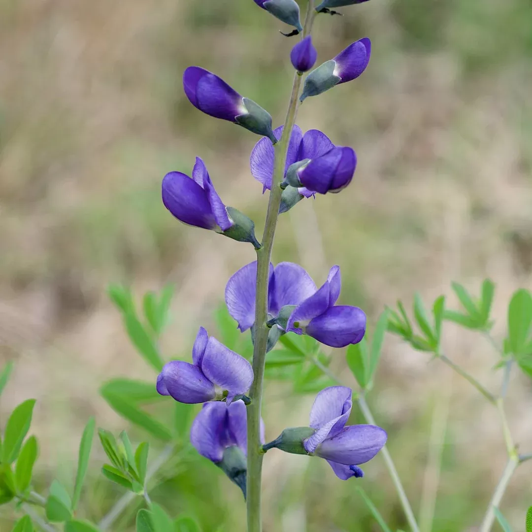 Baptisia 'Australis'