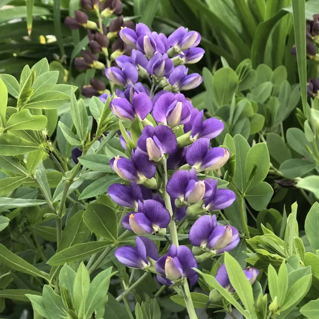 Baptisia 'Blueberry Sundae'