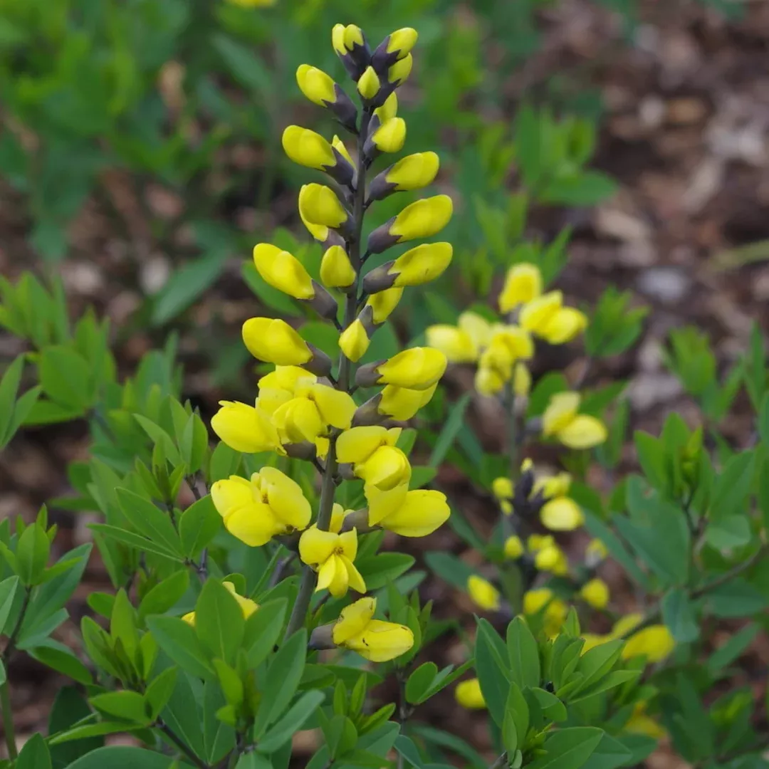 Baptisia 'Lemon Meringue'