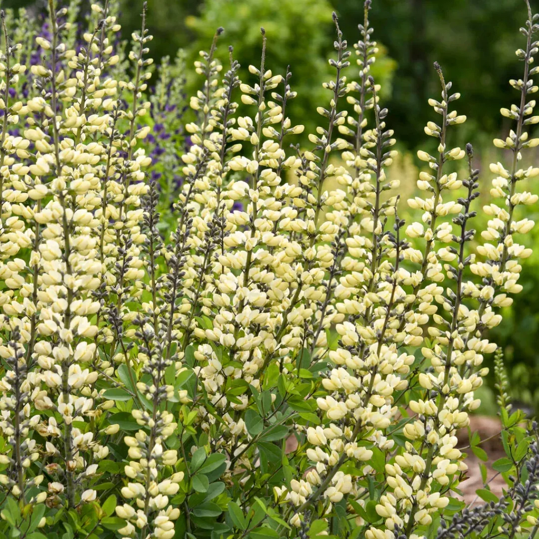 Baptisia 'Vanilla Cream'