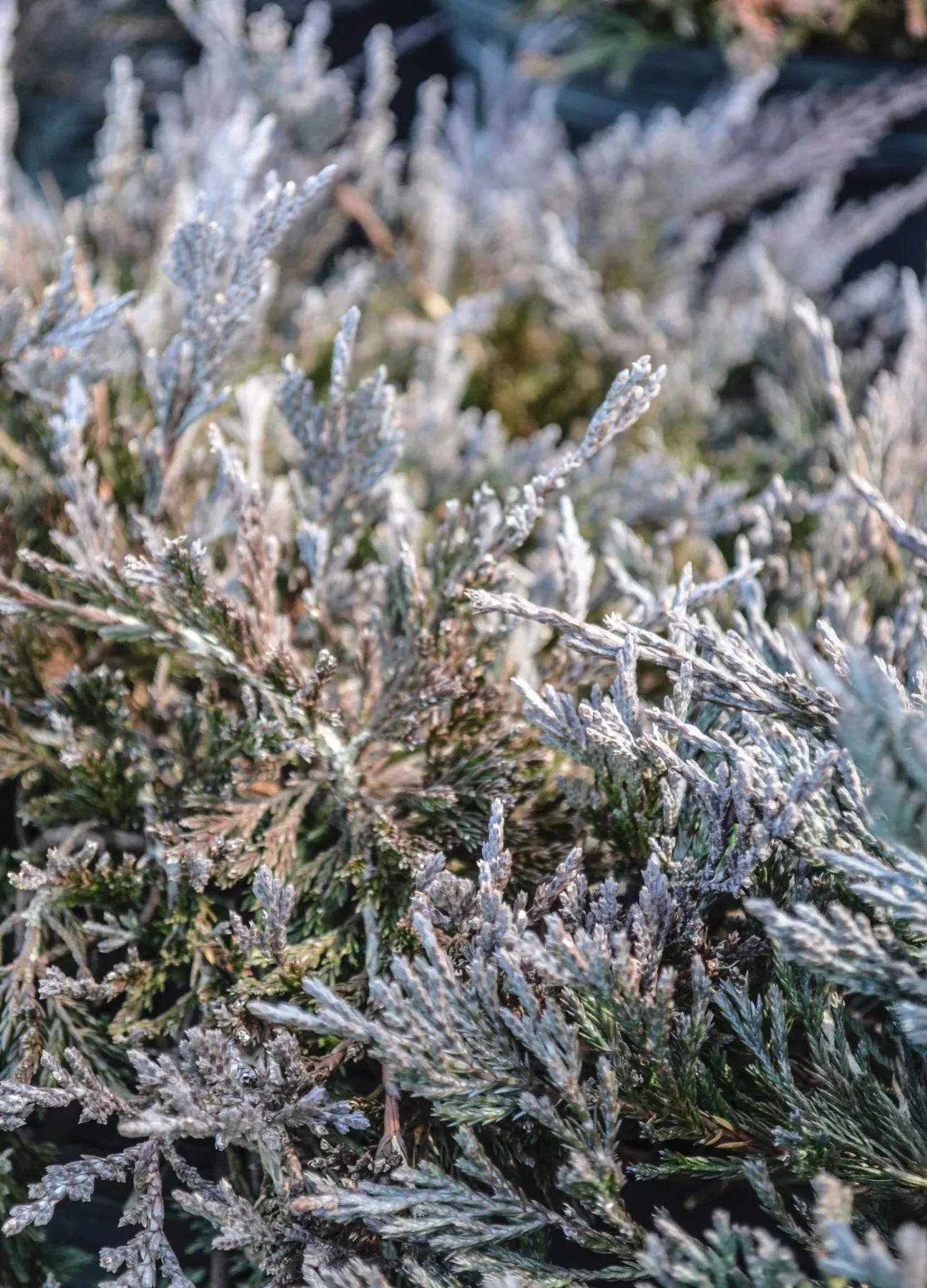 Bar Harbor Juniper