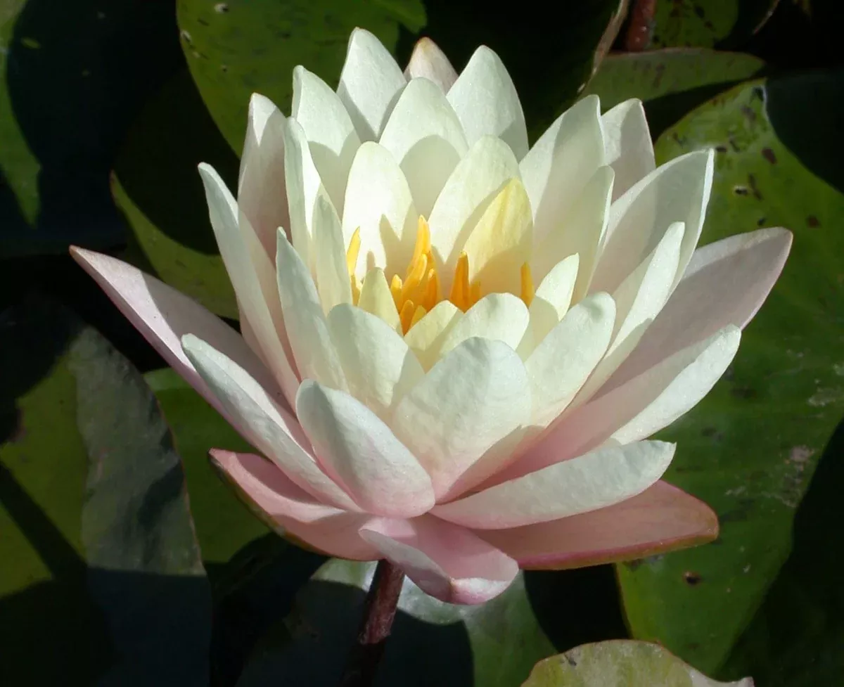 Barbara Dobbins Hardy Water Lily