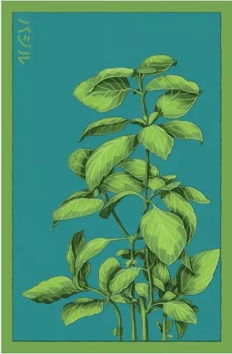 Basil Herb Seeds Pkt