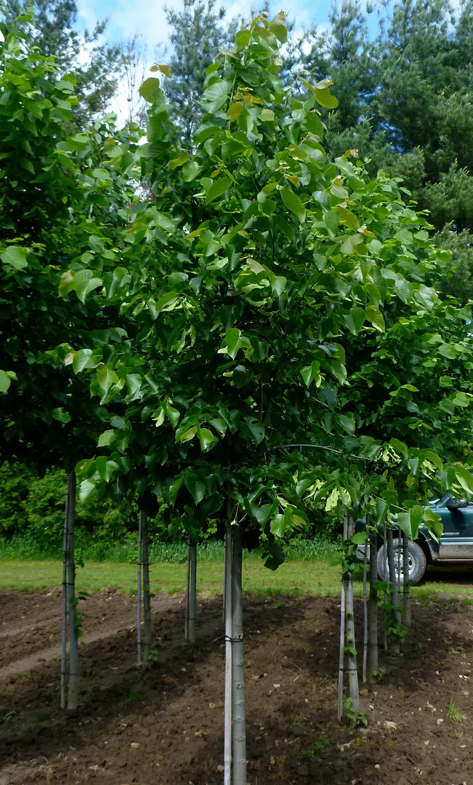 Basswood