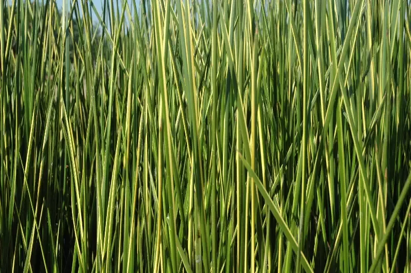 Baumea rubiginosa 'Variegated' (Striped Rush)