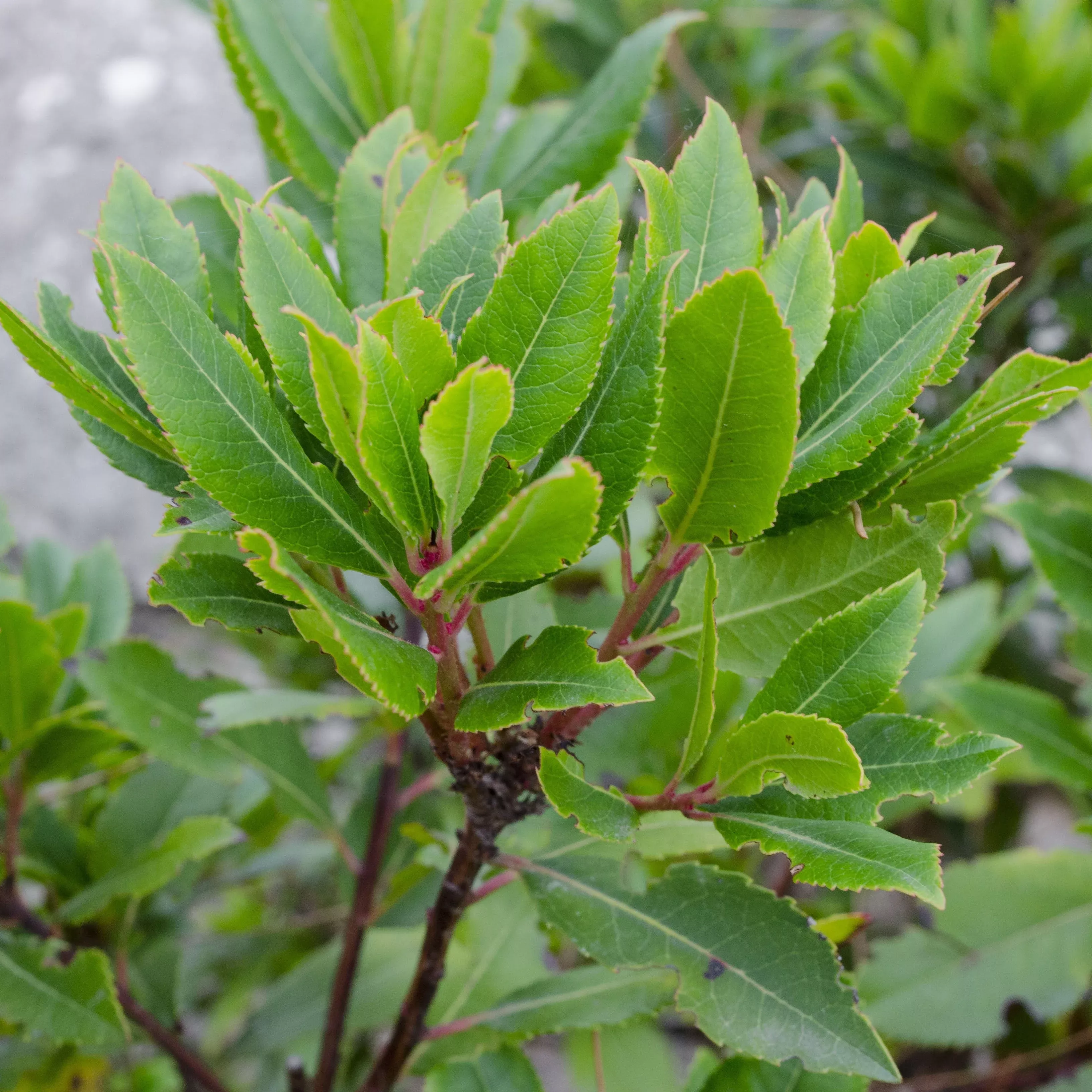 Bay Laurel Sweet Bay Potted Plant