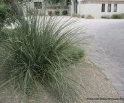 Bear Grass Nolina Erumpens