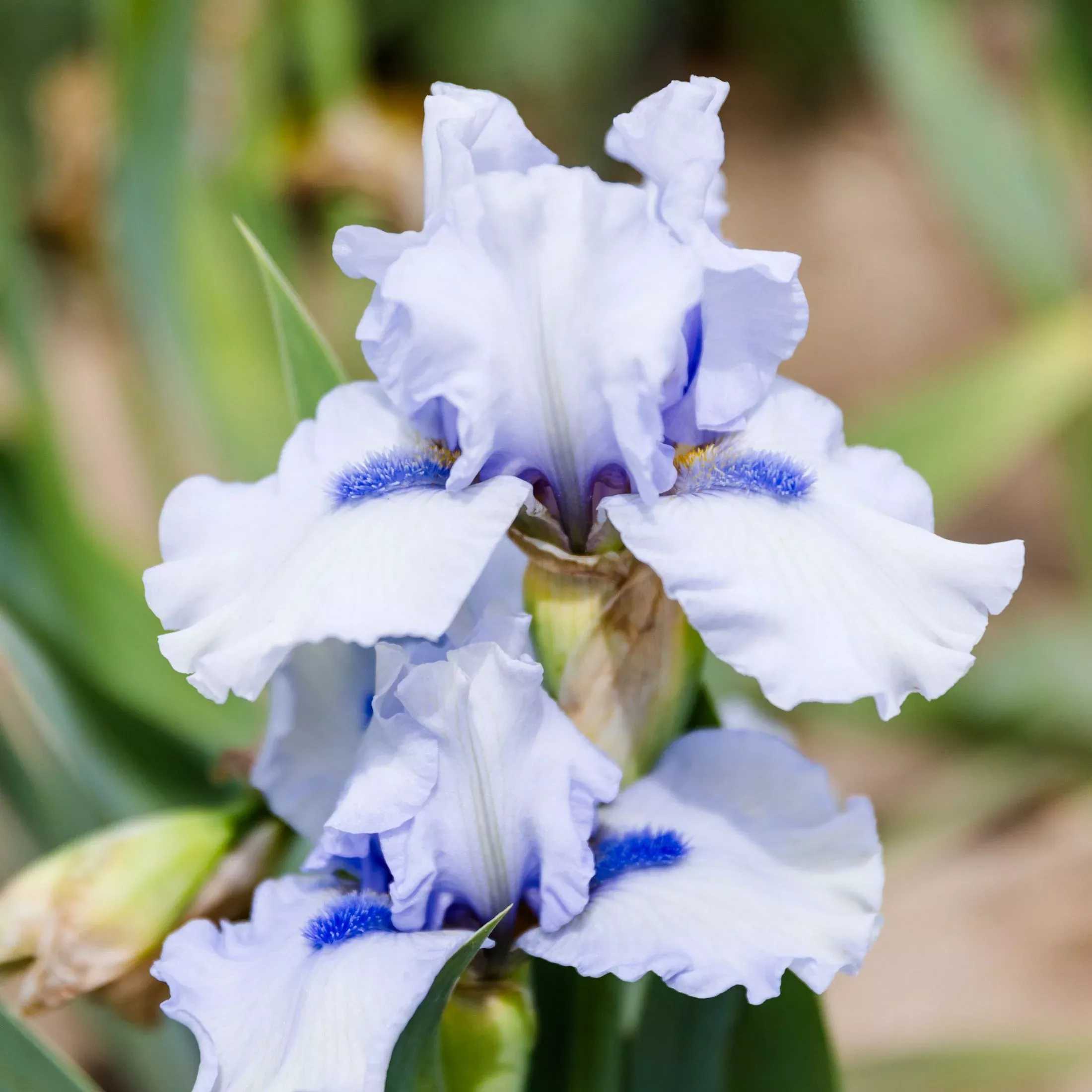 Bearded Iris - Califlora Frosty Spirit (Reblooming)