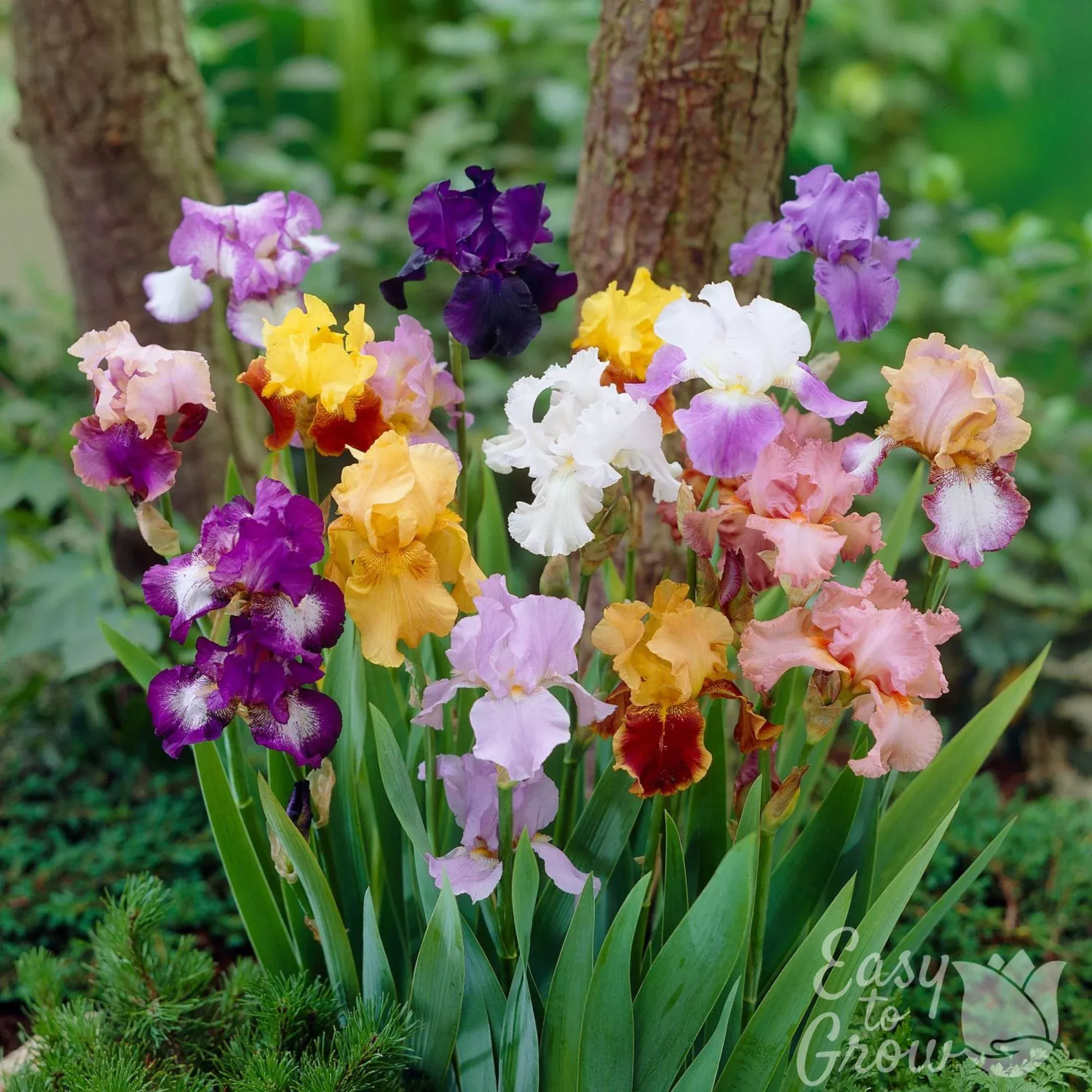 Bearded Iris - Califlora Grower's Bunch Collection