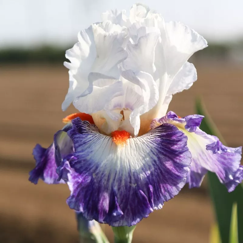 Bearded Iris - Califlora Gypsy Lord (Reblooming)