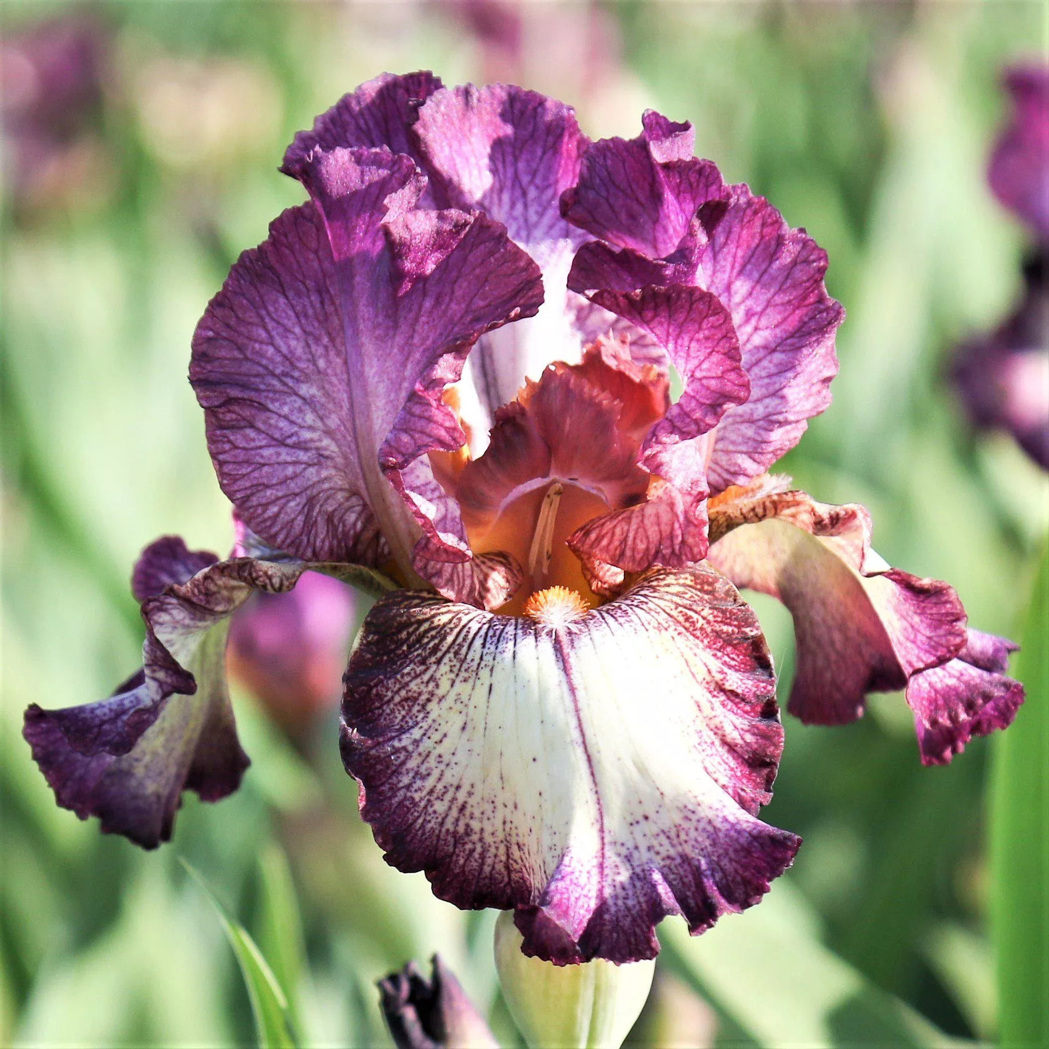 Bearded Iris - Califlora Innocent Star (Reblooming)