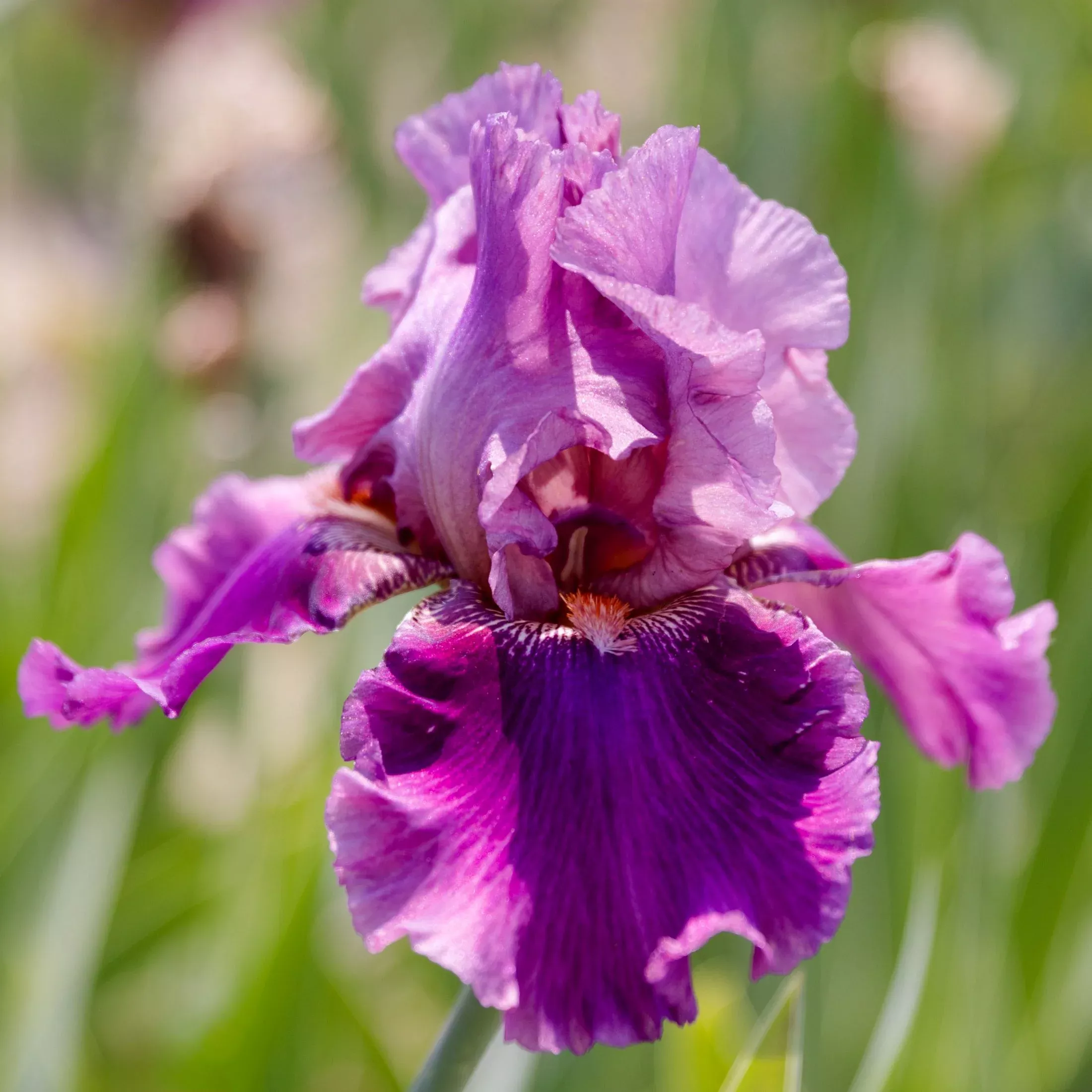 Bearded Iris - Califlora Lady Friend (Reblooming)