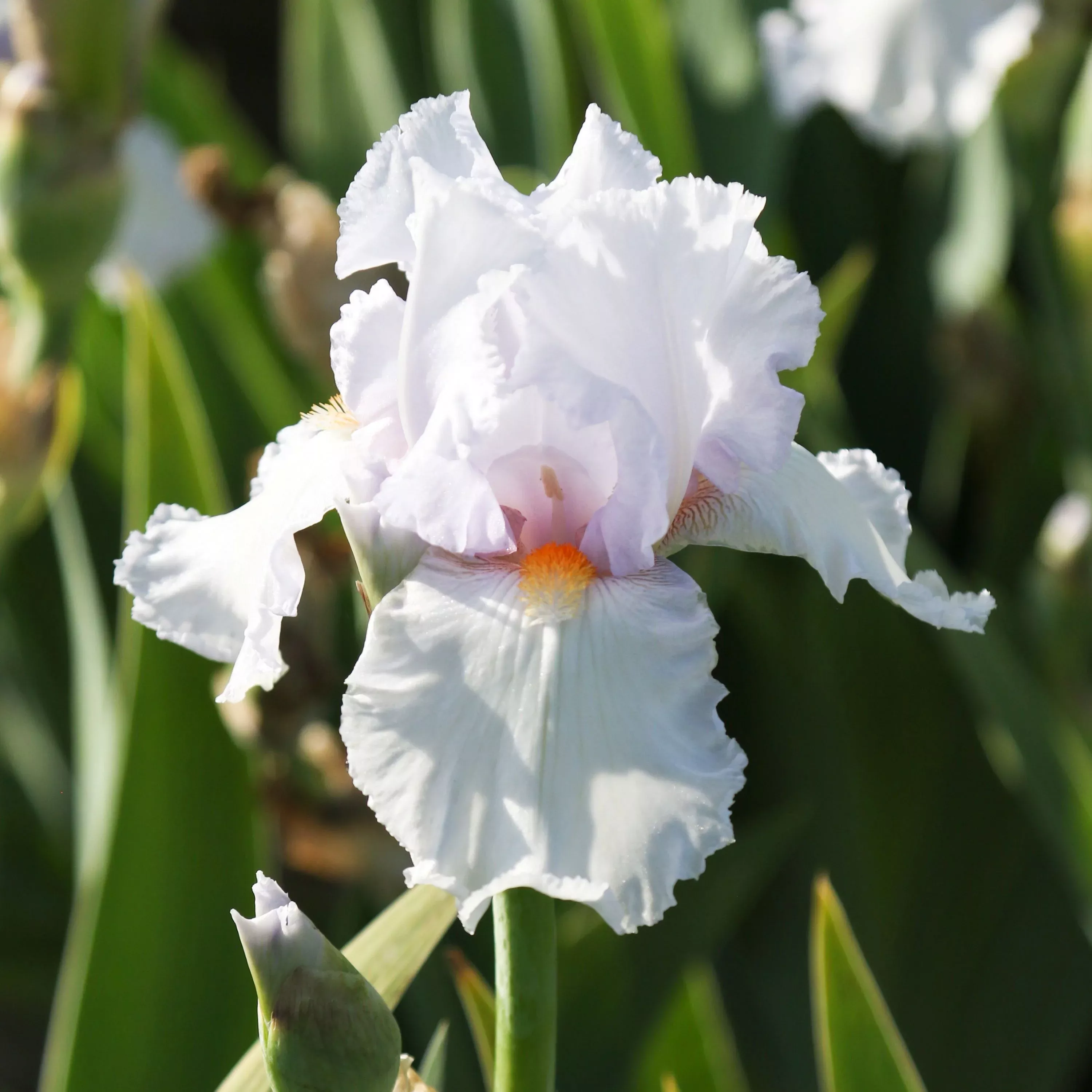 Bearded Iris - Califlora Lupita's Pride (Reblooming)