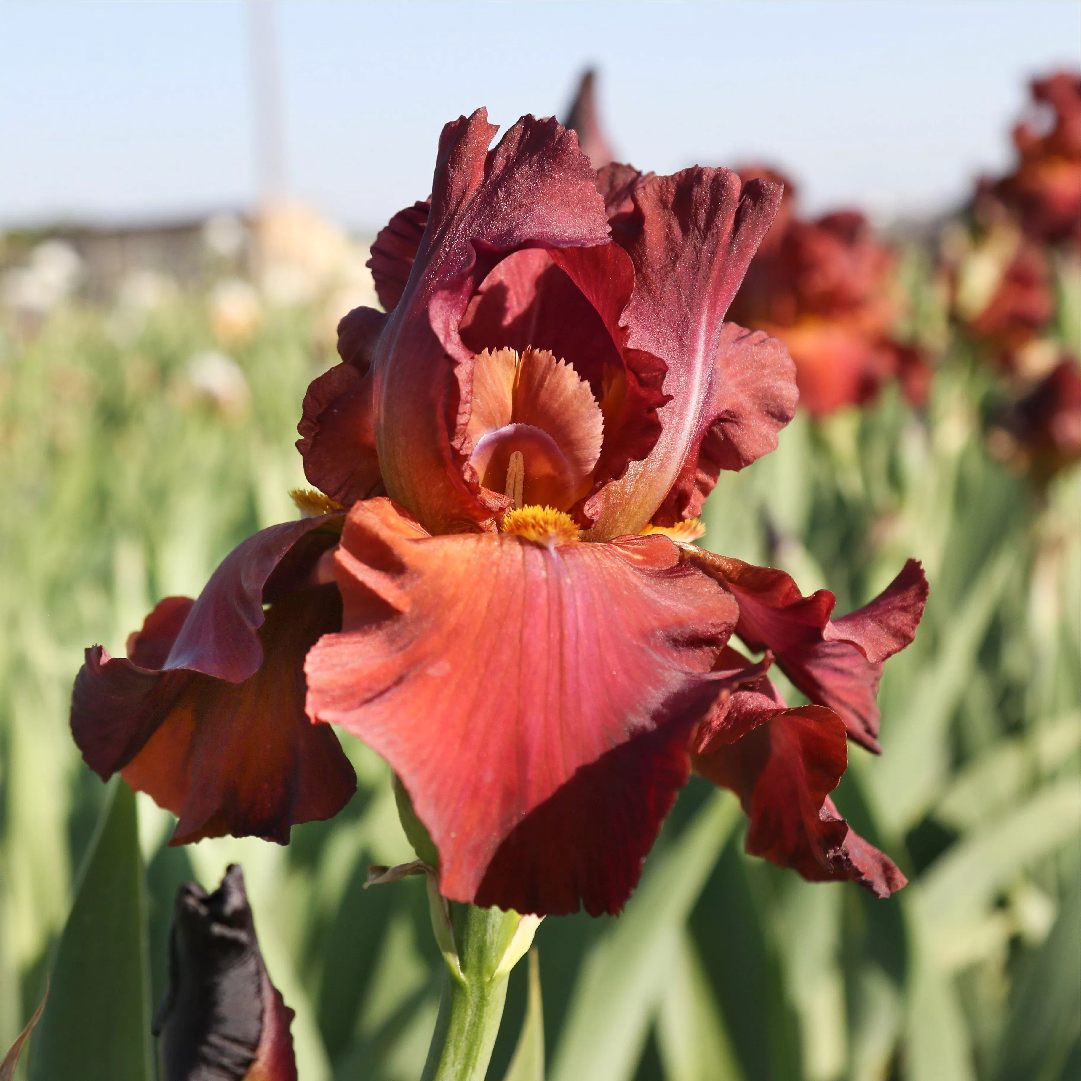 Bearded Iris - Califlora My Friend Jonathan (Reblooming)