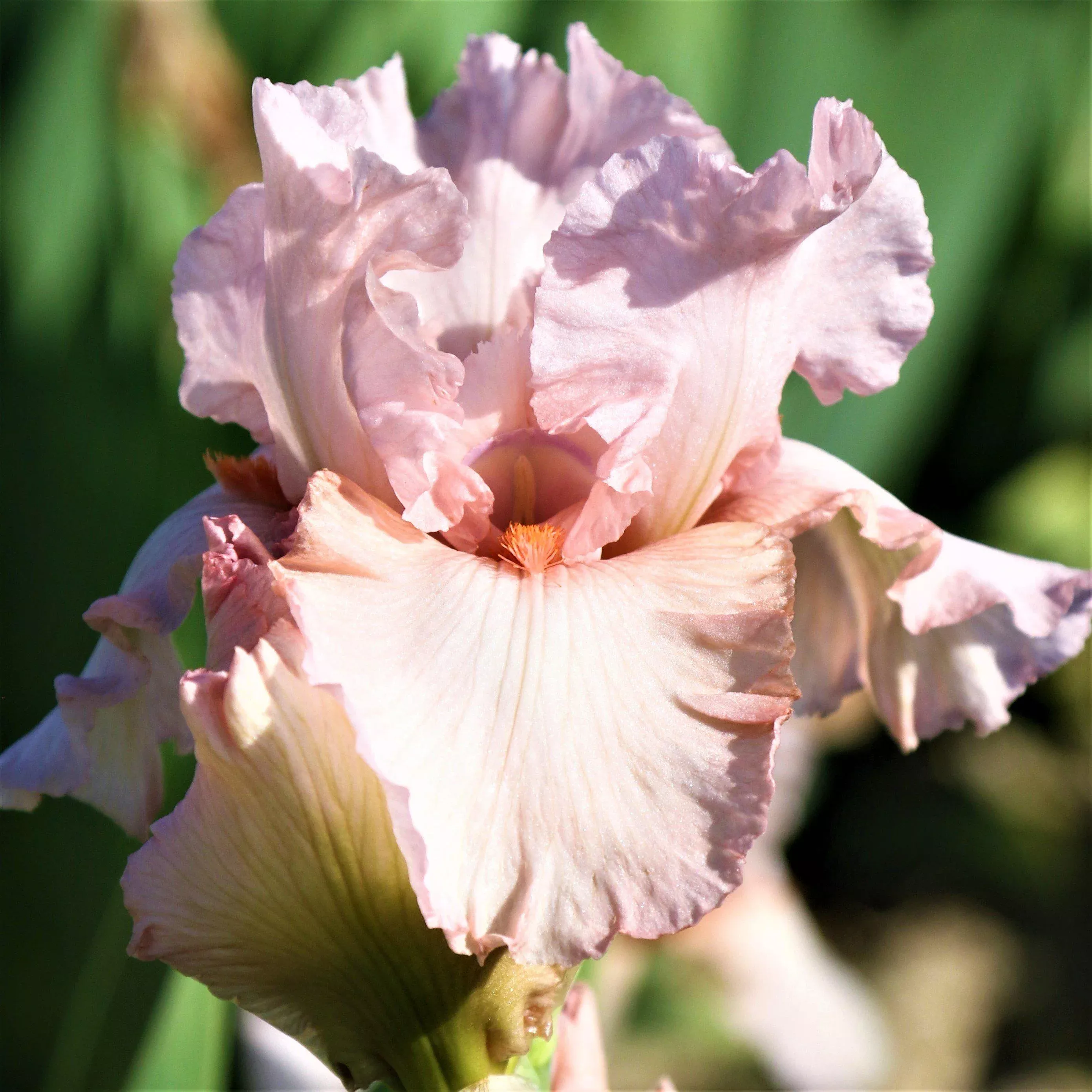 Bearded Iris - Califlora Pink Attraction (Reblooming)