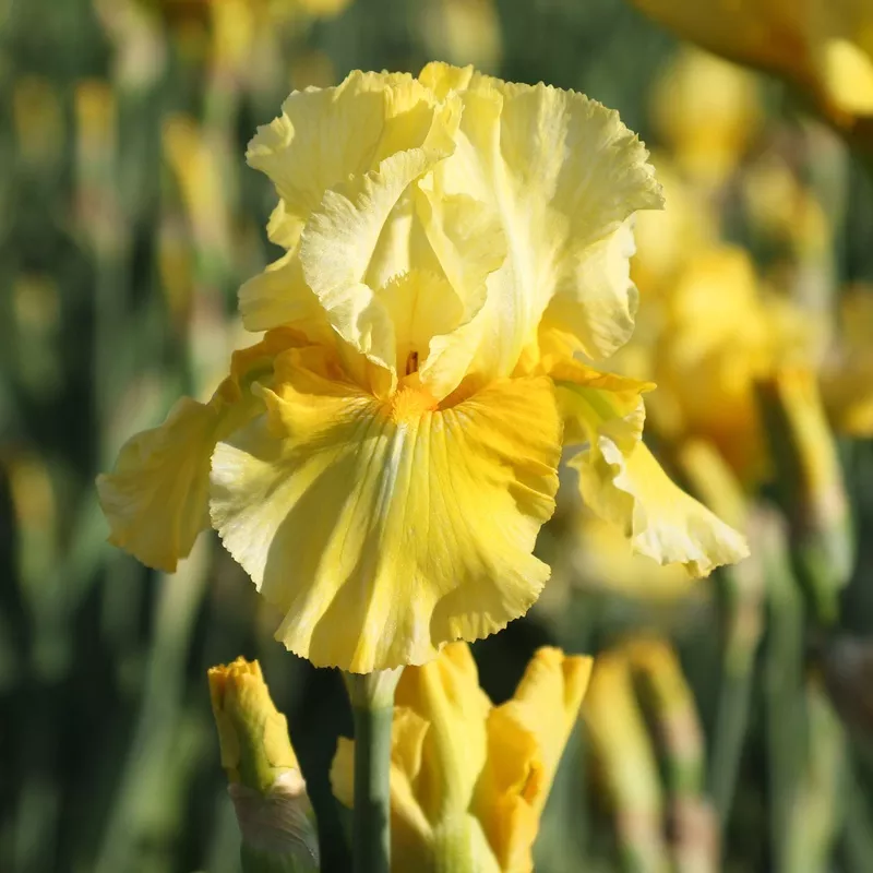 Bearded Iris – Califlora Pleasant Peasant (Reblooming)