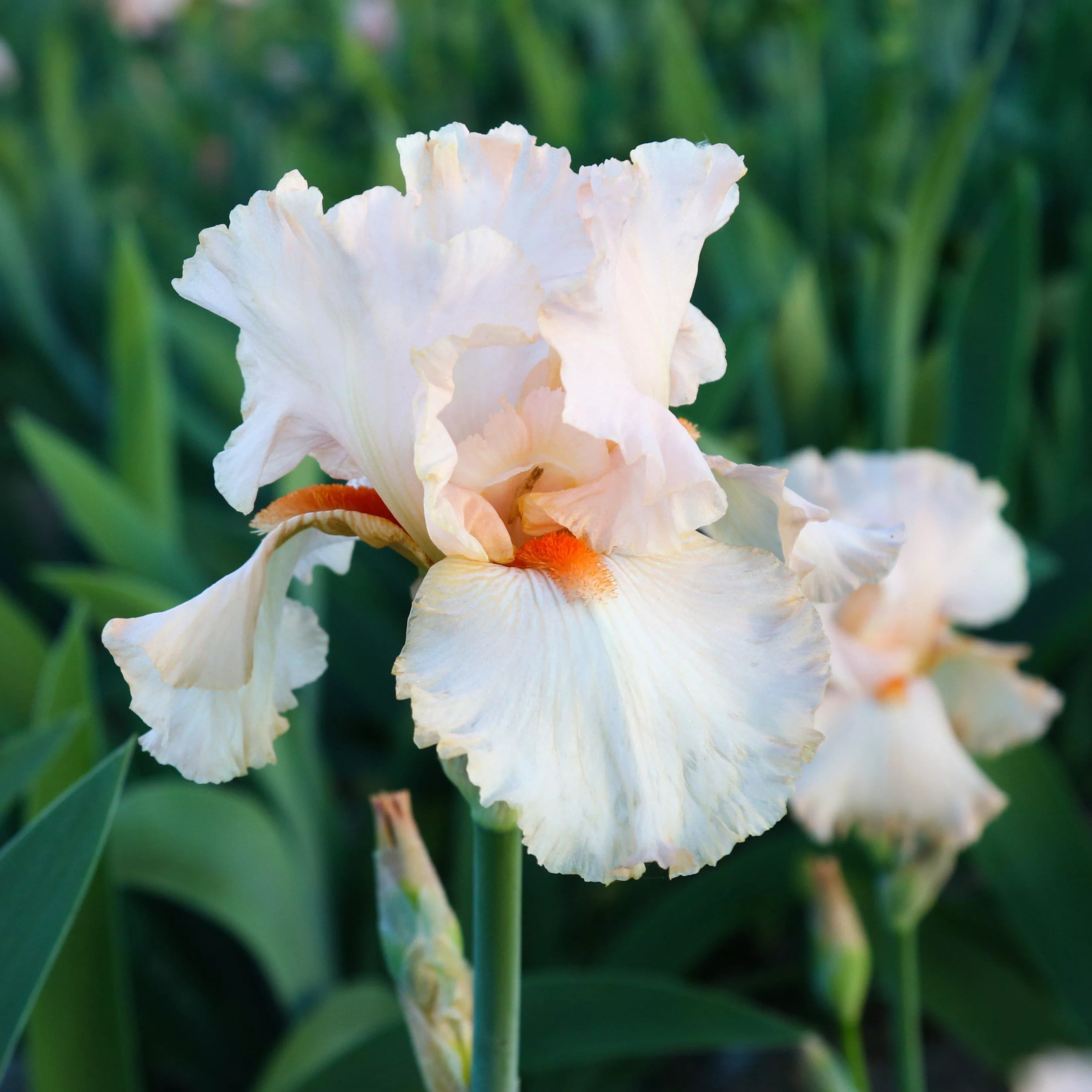 Bearded Iris - Califlora Priscilla of Corinth (Reblooming)