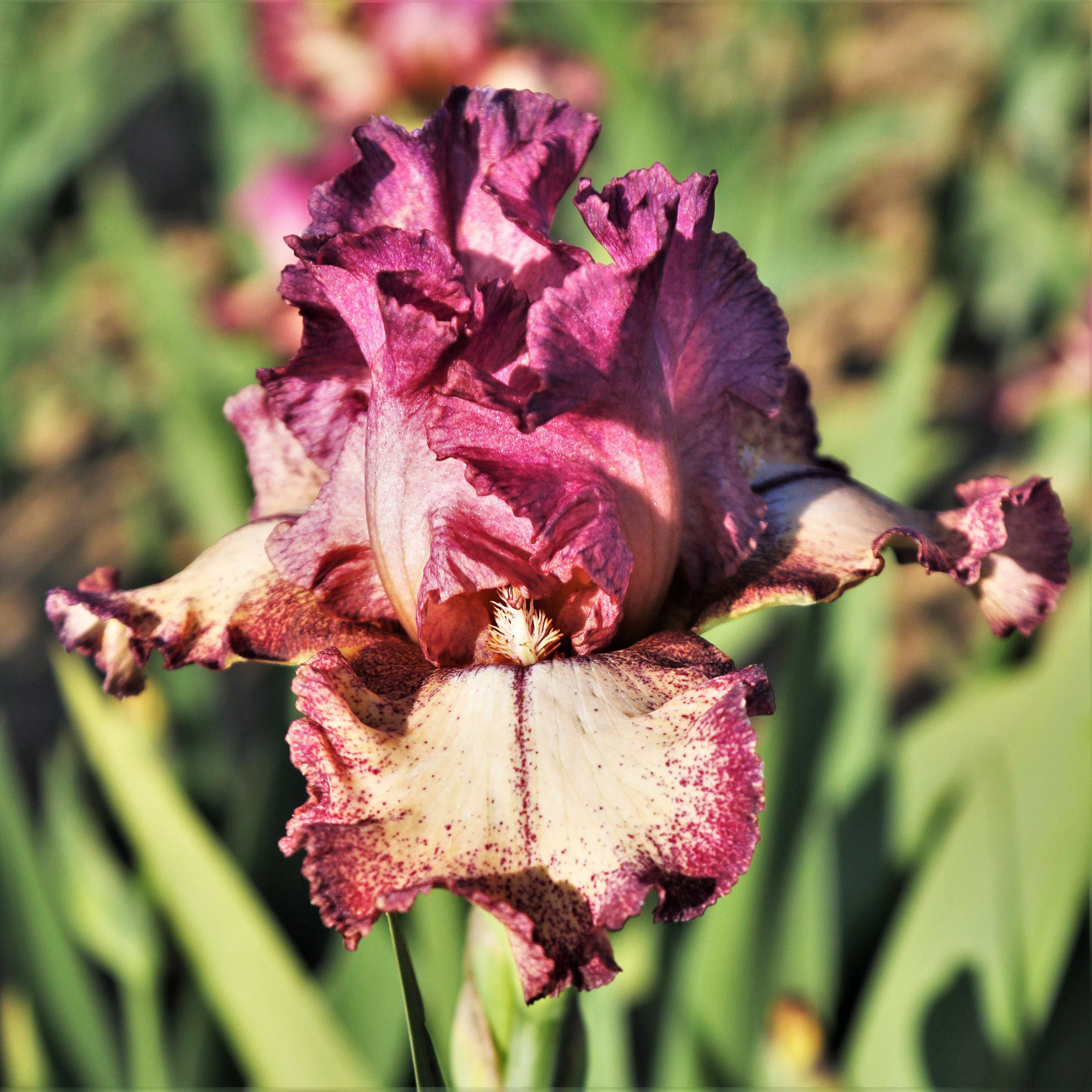 Bearded Iris - Califlora Rock Star (Reblooming)
