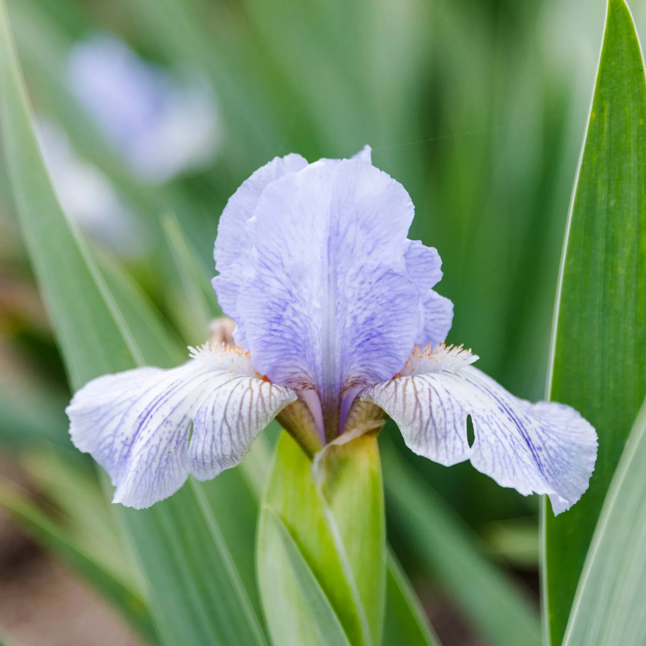 Bearded Iris - Califlora Sky Ray (Reblooming)