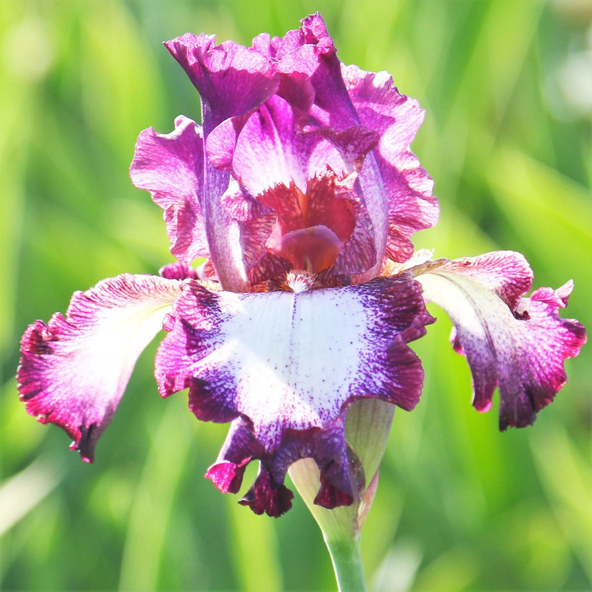 Bearded Iris - Califlora Tennison Ridge (Reblooming)