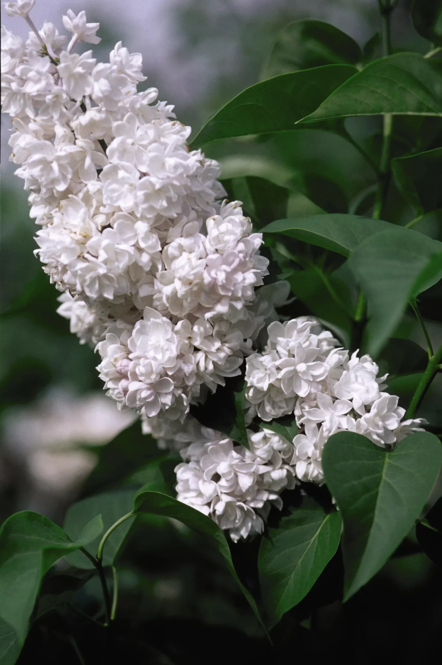 Beauty of Moscow Lilac